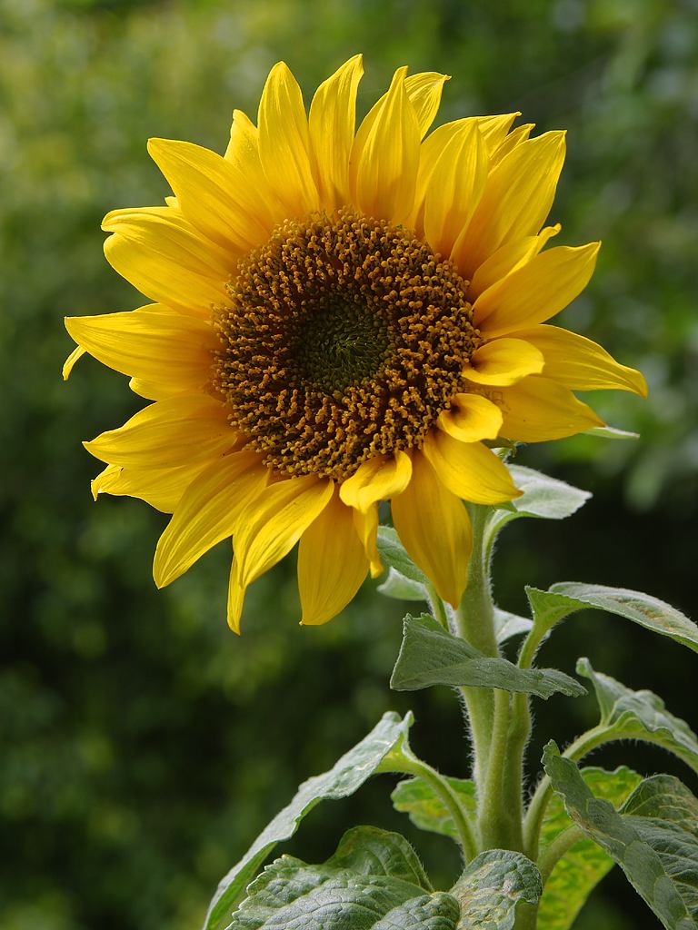 “La compagnia dei girasoli” – Progetto e vendita torte